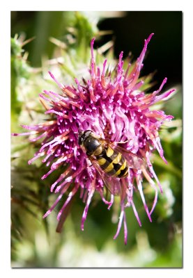 Beefly on Thistle.jpg