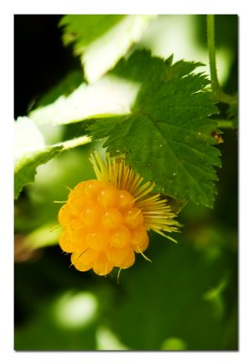 Salmon Berry.jpg