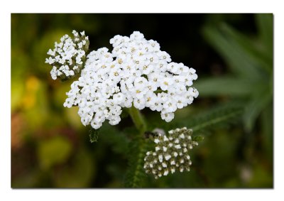 Small White Flowers.jpg