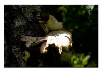 Tree Fungus.jpg