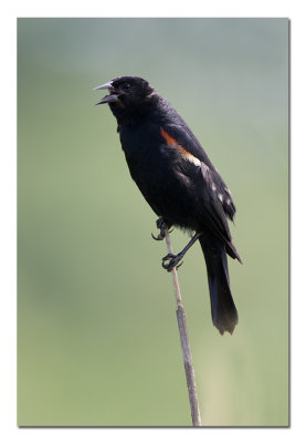 Redwinged Black Bird.jpg