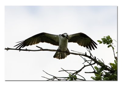 Osprey Wing Stretch.jpg