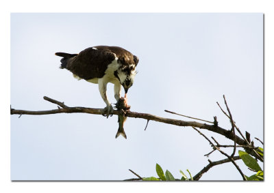 Osprey 1.jpg