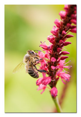 Bee 2.jpg