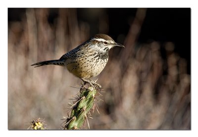 Cactus Wren.jpg