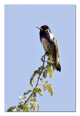 Costas Hummingbird.jpg