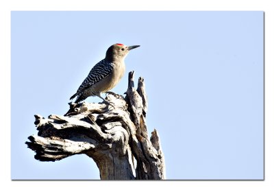 Gila Woodpecker 1.jpg