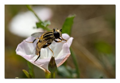Beefly.jpg