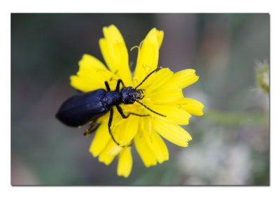 Black Beetle 2.jpg