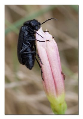 Black Beetle 4.jpg
