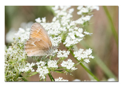 Butterfly 1.jpg