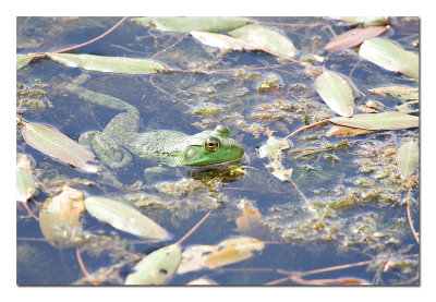 Frog 2.jpg