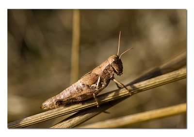 Grasshopper.jpg