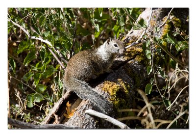 Squirrel 2.jpg