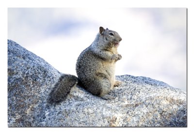 Squirrel.jpg