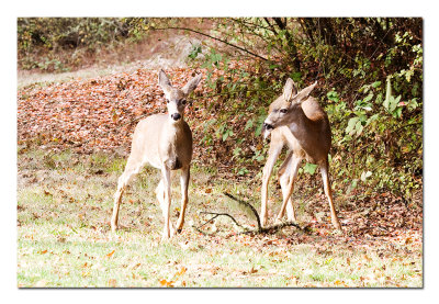 Pair of Deer.jpg