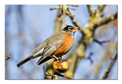 William Finley NWR