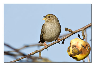 Golden Crowned Sparrow.jpg