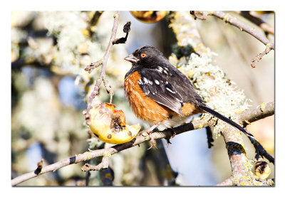 Spotted Towhee one more time.jpg