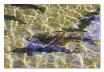 Fish Hatchery Trout.jpg