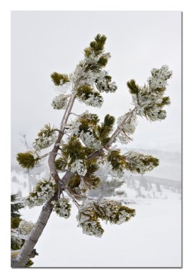 Icy Branch.jpg