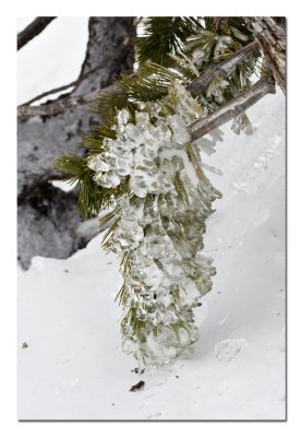 Another Icy Branch.jpg