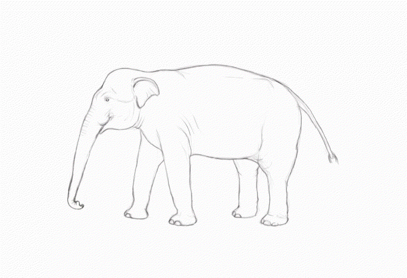 elephant to dugong.gif