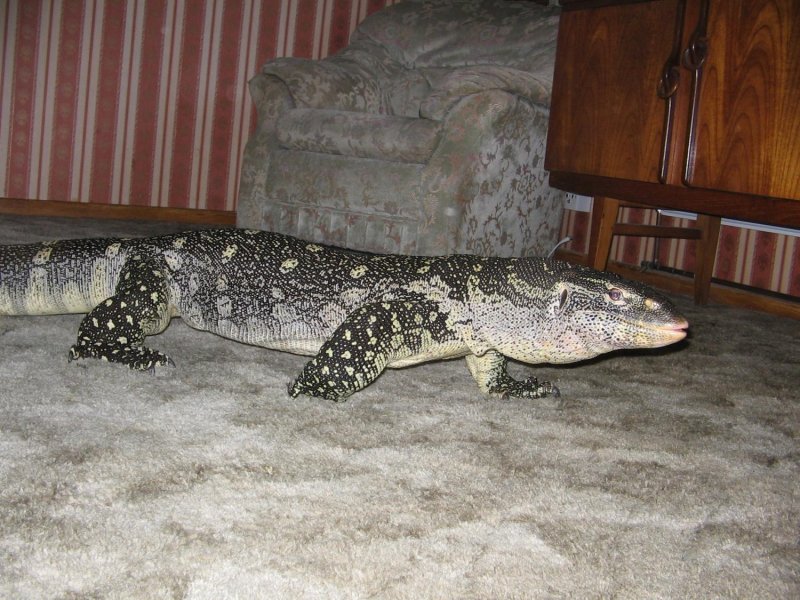 big ornate 3.jpg