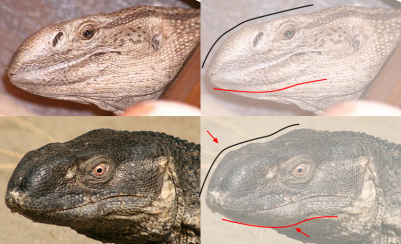 male and female.jpg