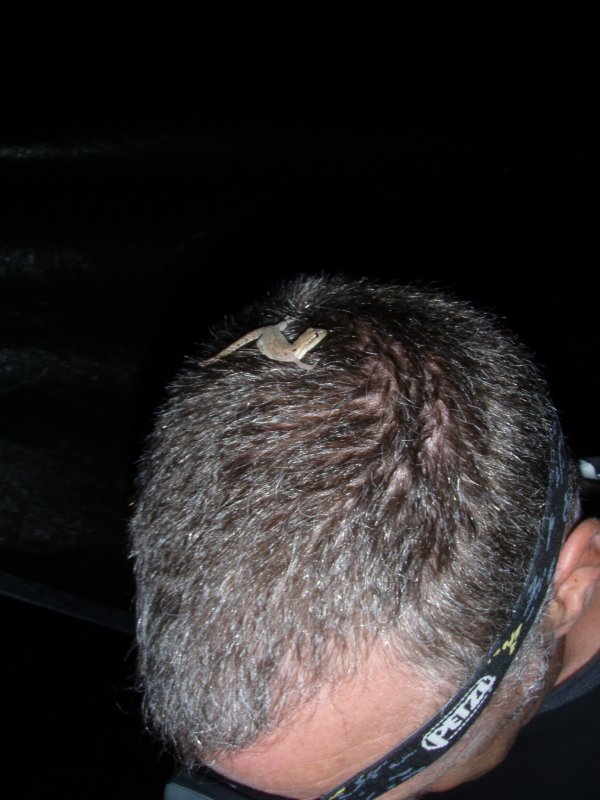 gecko on head.jpg
