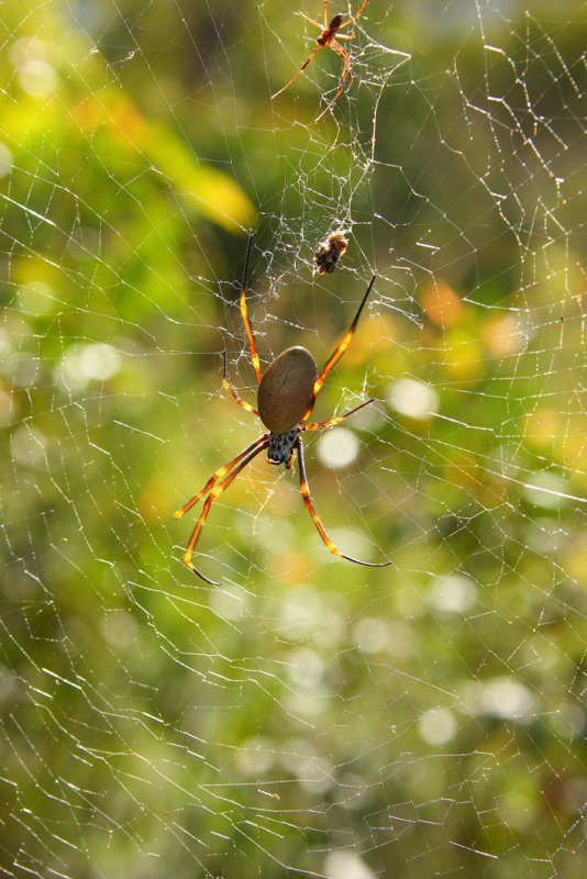 golden orb weaver 2.jpg