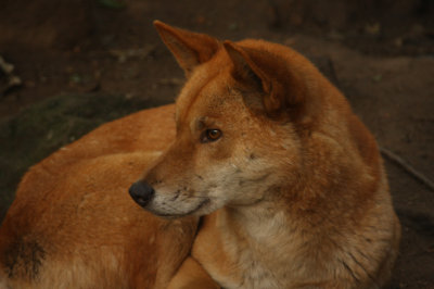 dingo 2.jpg