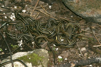 garter snake mating ball2.jpg