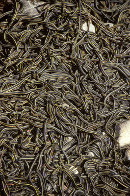 snake den closeup.jpg