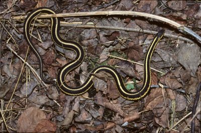 Thamnophis sirtalis parietalis 2.jpg