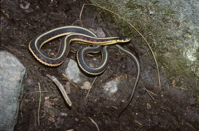 garter snake defence 2.jpg