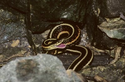 garter snake defence.jpg