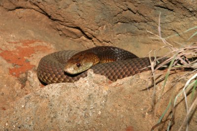 St George mulga low res.jpg