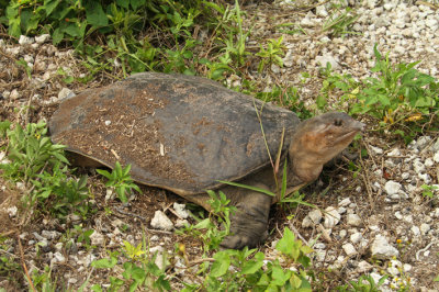 softshell whole body shot.jpg