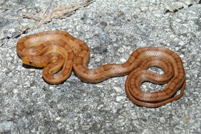 yellow ratsnake.jpg