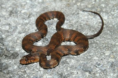 water snake.jpg