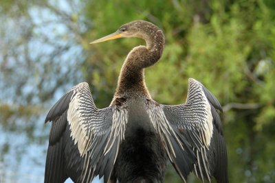 Anhinga.jpg