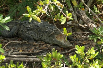 Crocodylus acutus.jpg