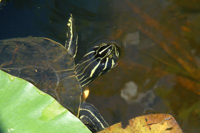 Florida redbelly turtle head.jpg