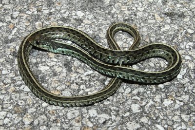 Thamnophis sirtalis sirtalis.jpg