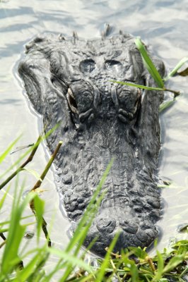 alligator head top down.jpg