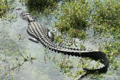 alligator whole body 2.jpg