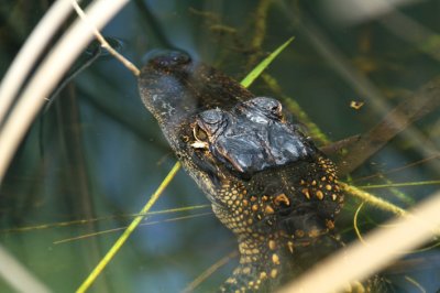 baby alligator h ead.jpg