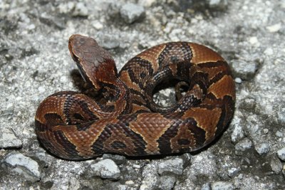 cottonmouth 2.jpg