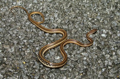 eastern ribbon snake.jpg
